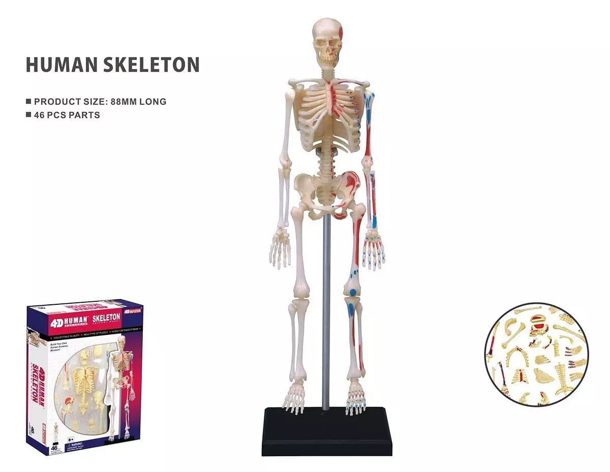 Robetoy Human Anatomy Skeleton Cm 26059